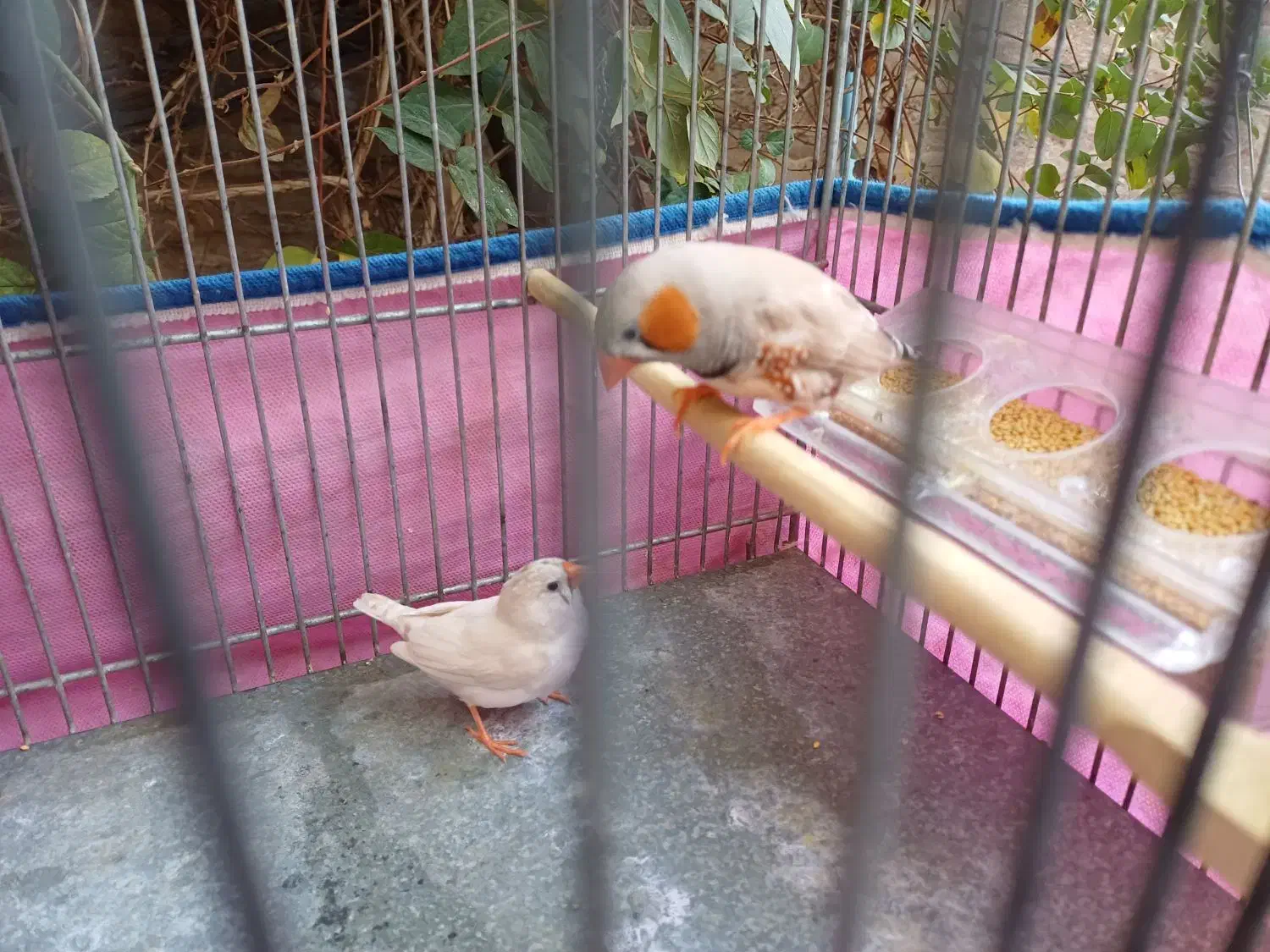 یه جفت فنچ همراه قفس|پرنده|فردیس, شهرک ۱۱۰|دیوار