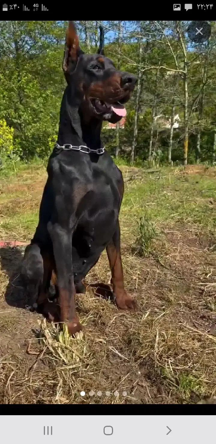 سگ دوبرمن اروپایی قیمت ۲۰|سگ|تهران, تهرانسر مرکزی|دیوار