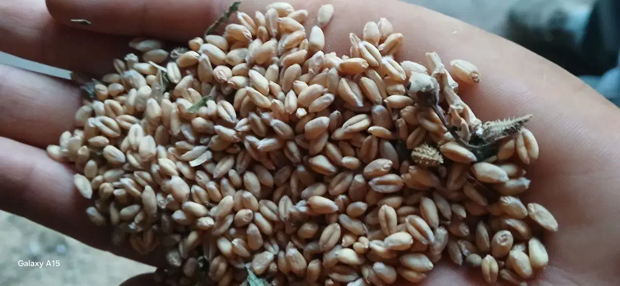 گندم پیشگام|خدمات باغبانی و درختکاری|قزوین, |دیوار