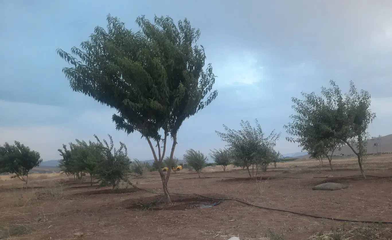 زمین کشاورزی باغ مناسب احداث گلخانه|فروش دفتر صنعتی، کشاورزی، تجاری|داران, |دیوار