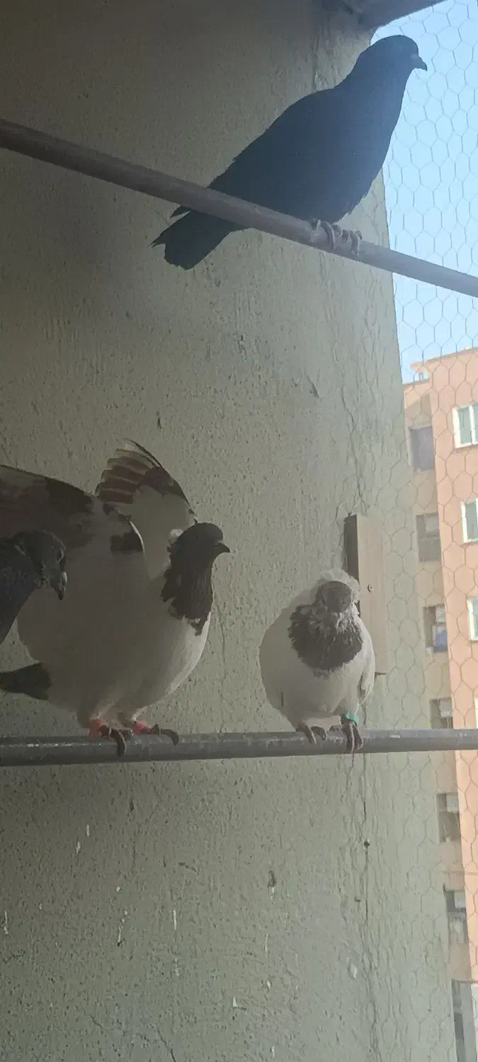 کبوتر پرنده|پرنده|محمدیه-قزوین, |دیوار