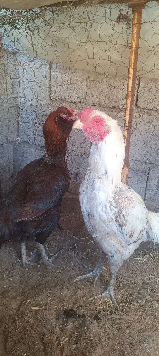 مرغ لاری|حیوانات مزرعه|کورین, |دیوار