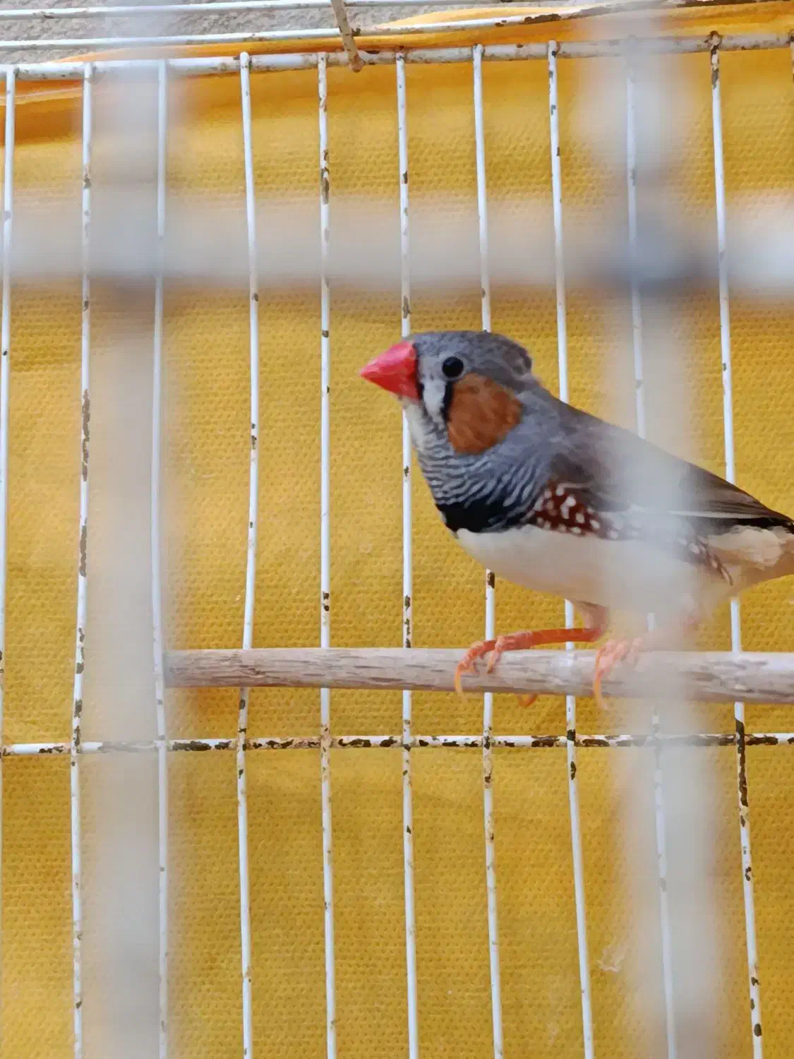 فنچ نر|پرنده|قوچان, |دیوار