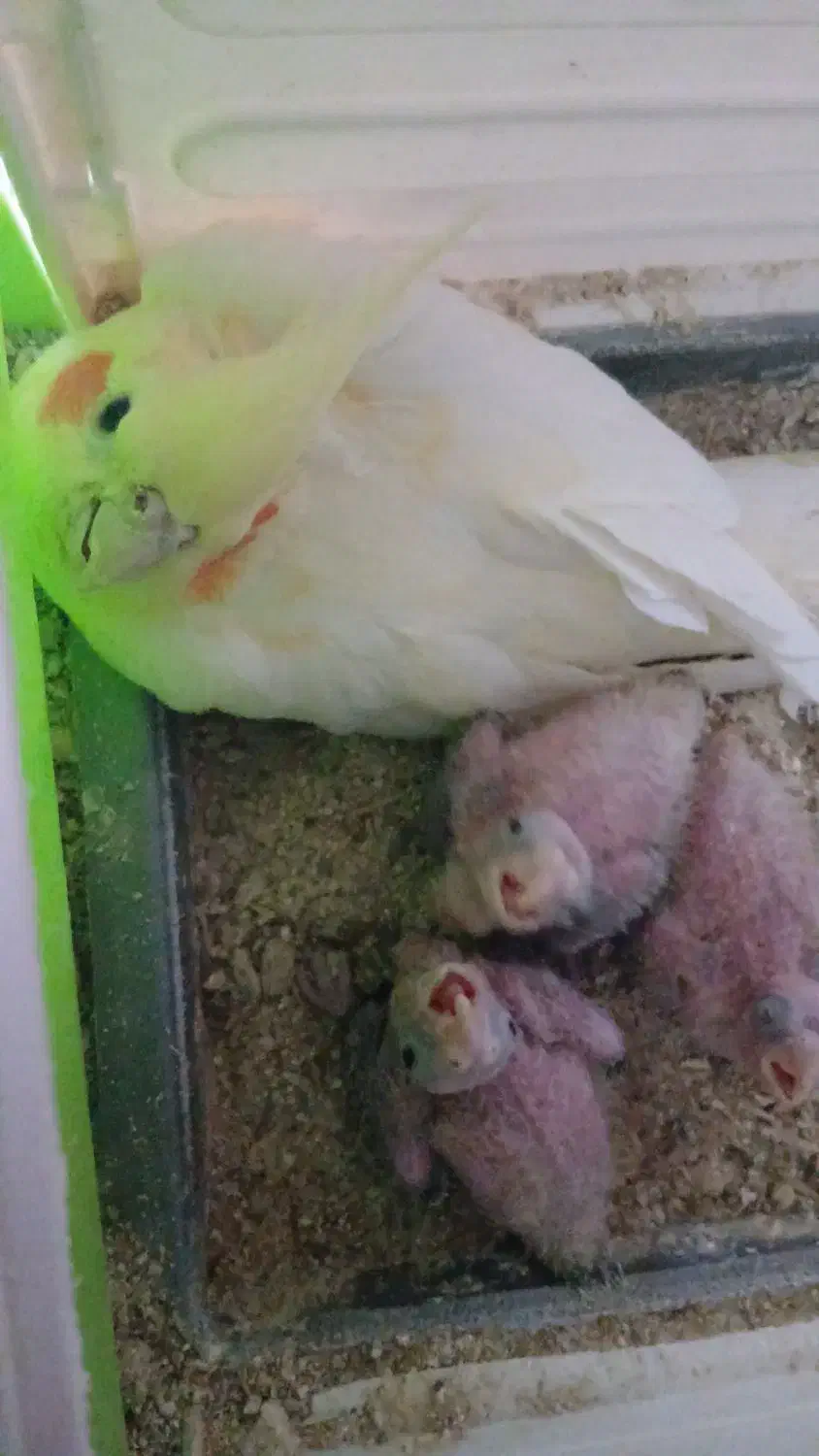 جوجه|حراج|سبزوار, قصبه شرقی|دیوار