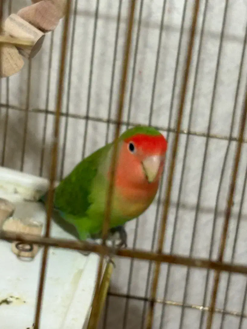 طوطی برزیلی|پرنده|سنندج, |دیوار