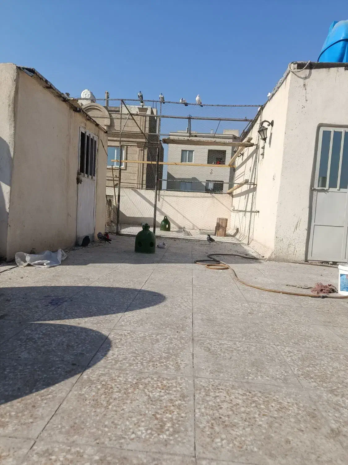 کفتر یاکبوتر|پرنده|اسلام‌شهر, شهرک توحید|دیوار