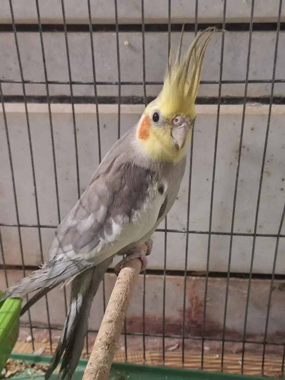 جفت طوطی عروس هلندی کوتوله قناری کبوتر|پرنده|خمینیشهر, |دیوار