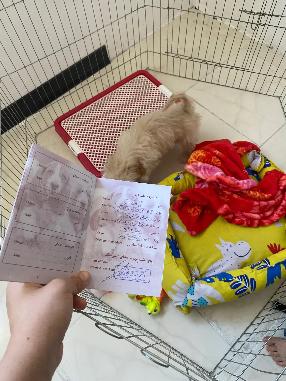 سگ مالتیپو سه ماهه|سگ|ایوانکی, |دیوار