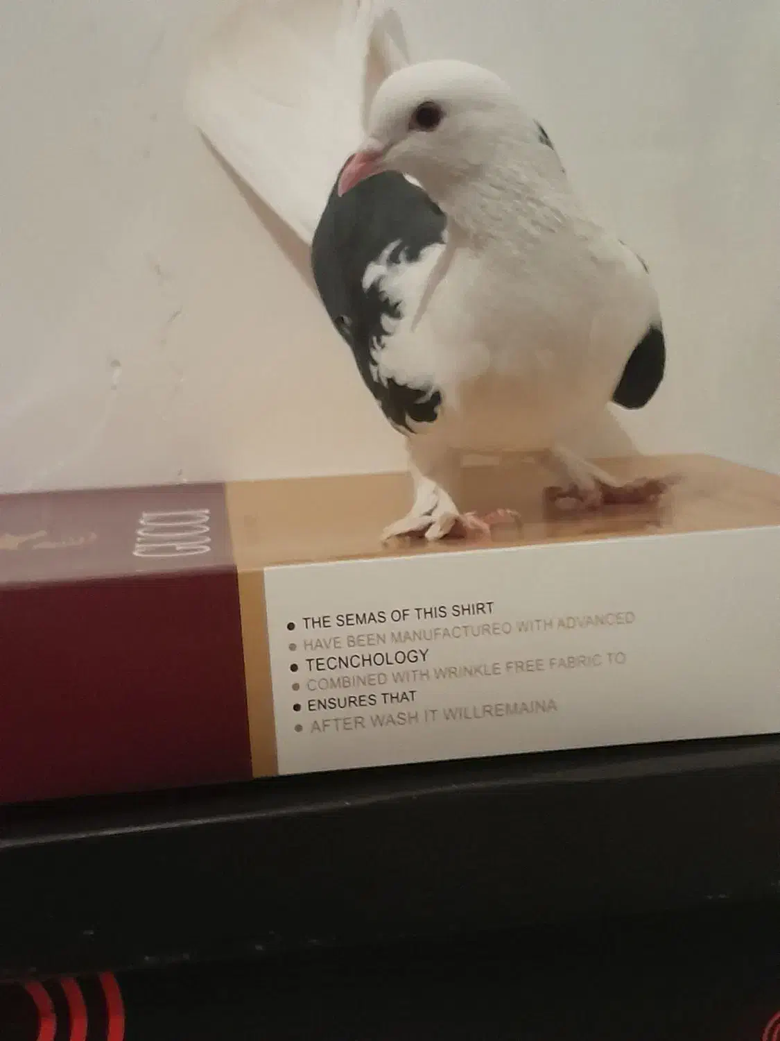 کبوتر|کلکسیون و سرگرمی|تبریز, |دیوار