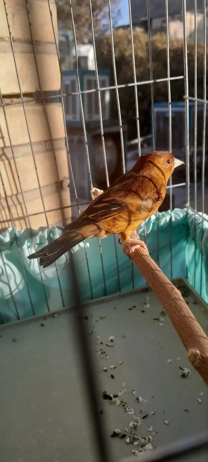 سهره قناری طوطی سرخ|پرنده|تهران, جوادیه تهرانپارس|دیوار