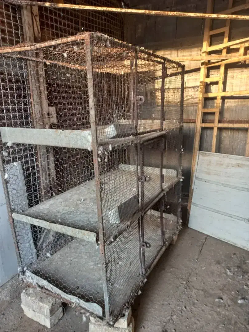 قفس،طوربند،گندم ونان دامی تمیز|لوازم جانبی حیوانات|برخوار, |دیوار