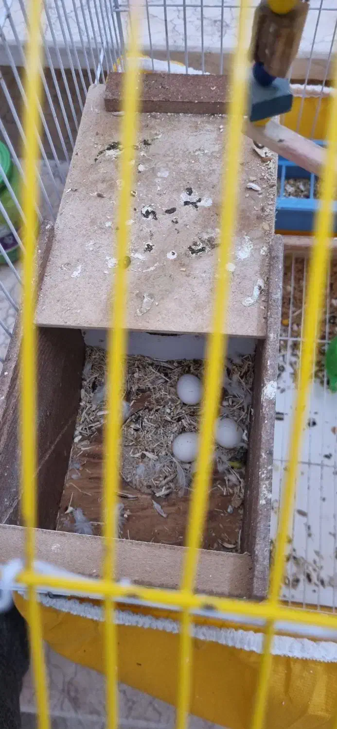 فروش یک جفت طوطی کوتوله|پرنده|خمینی‌شهر, |دیوار