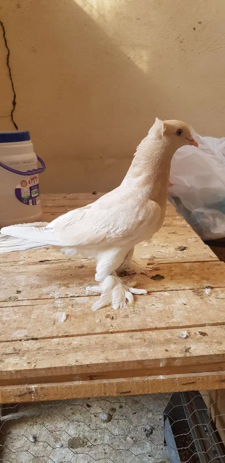 کبوترنر زرد دم سرور کاکلی چاقچول،نروماده کینگشاهی|پرنده|قم, باجک یک|دیوار