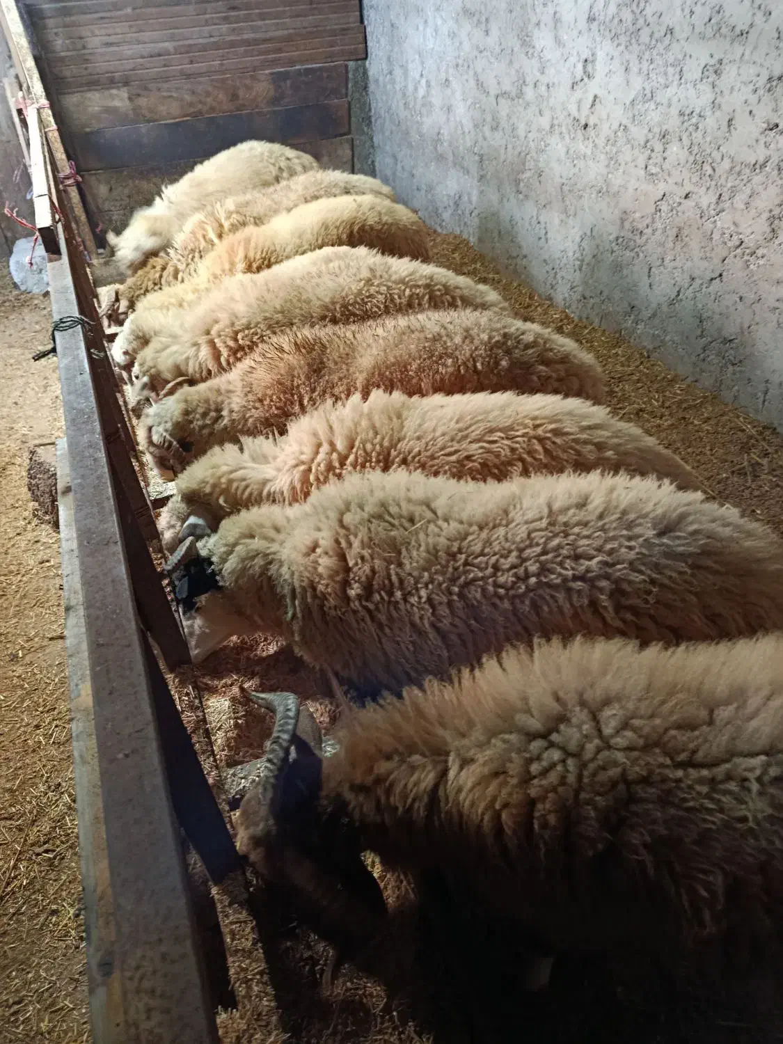 گوسفند|حیوانات مزرعه|پرهسر, |دیوار