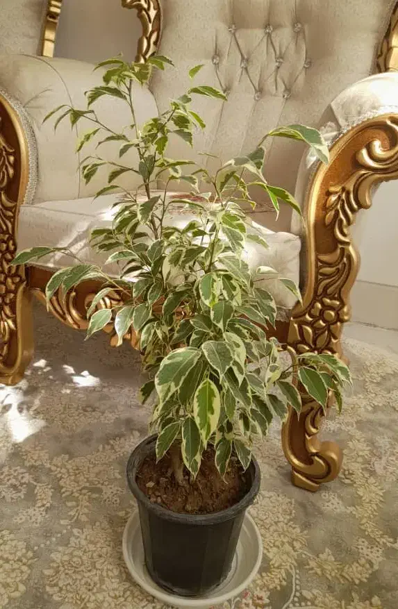 گل وگیاه بنجامین سانسوریا پتوس پدیلانتوس|گل و گیاه طبیعی|نجف‌آباد, ویلاشهر|دیوار