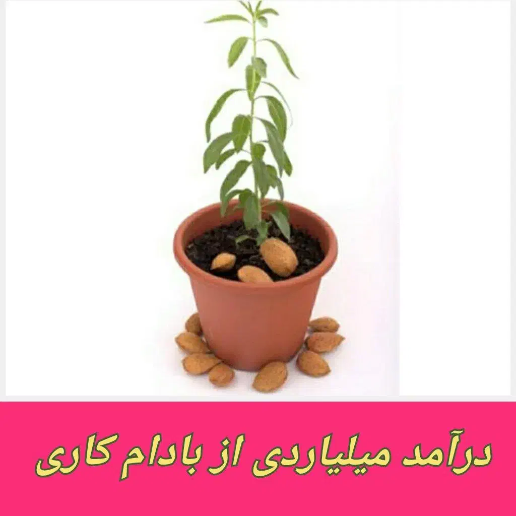 فروش انواع نهال بادام دیرگل اصلاح شده|گل و گیاه طبیعی|نیشابور, فردوس شمالی|دیوار