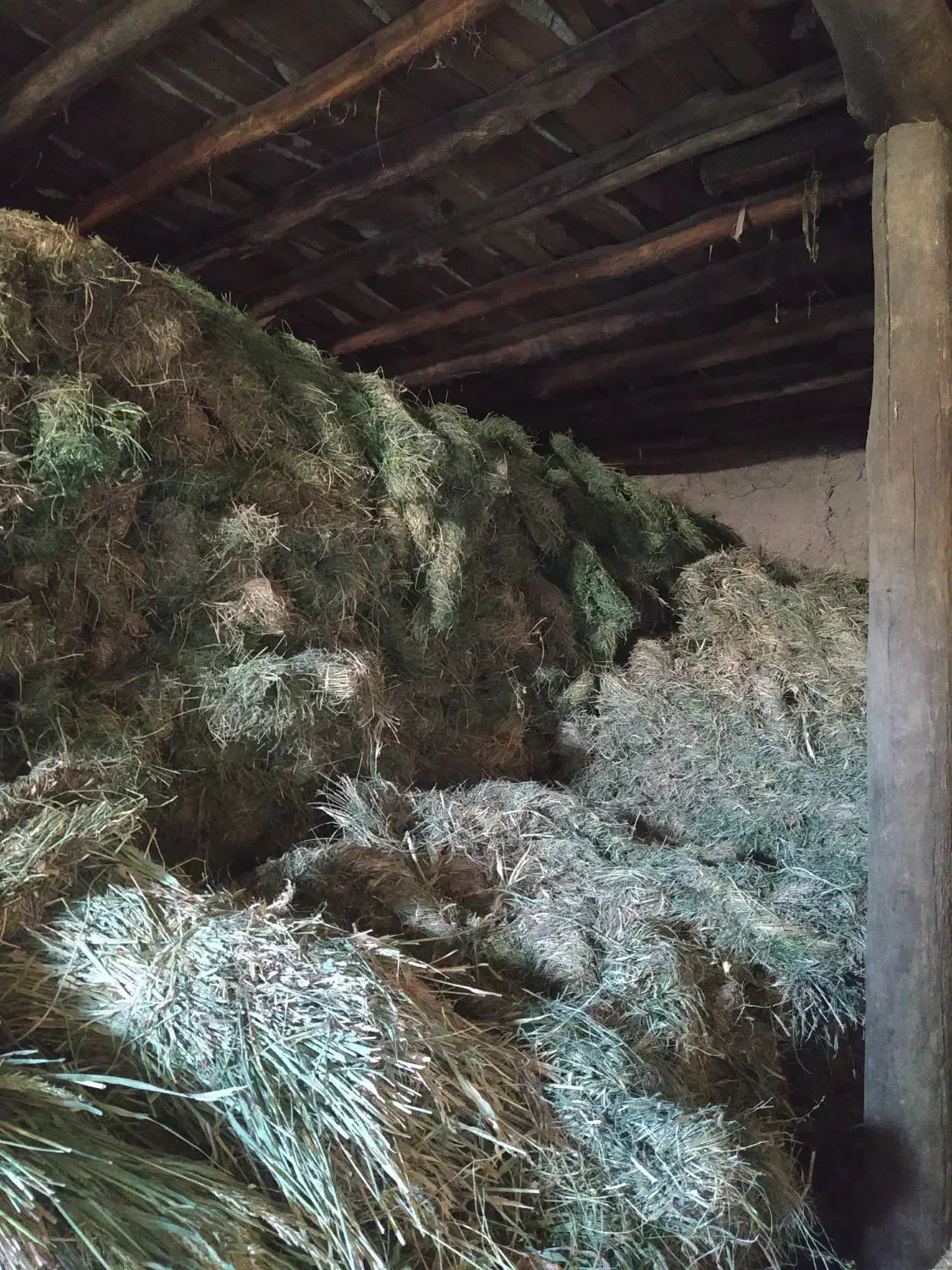 بیده آبی|لوازم جانبی حیوانات|اسفراین, |دیوار