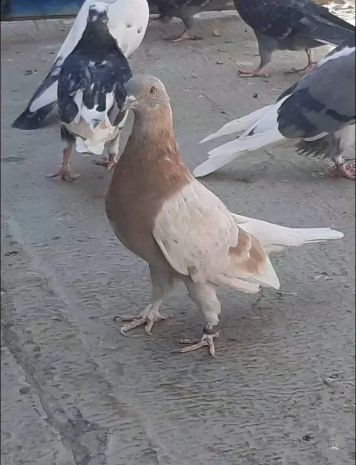 ساعت سنگین و زیبا|پرنده|پاکدشت, خاتون آباد|دیوار