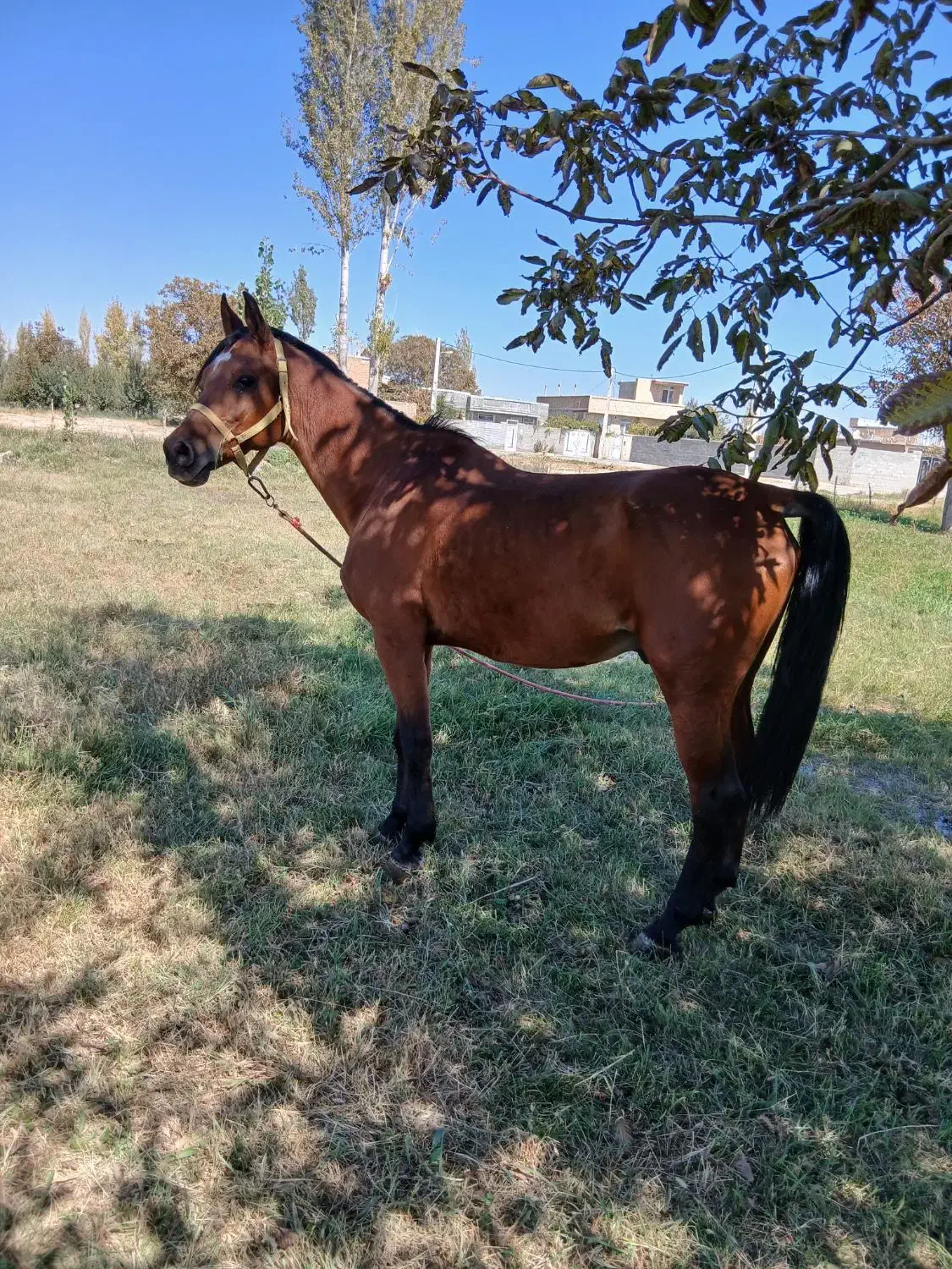 4تا اسب فروش فوری|اسب و تجهیزات اسب‌سواری|ارومیه, |دیوار