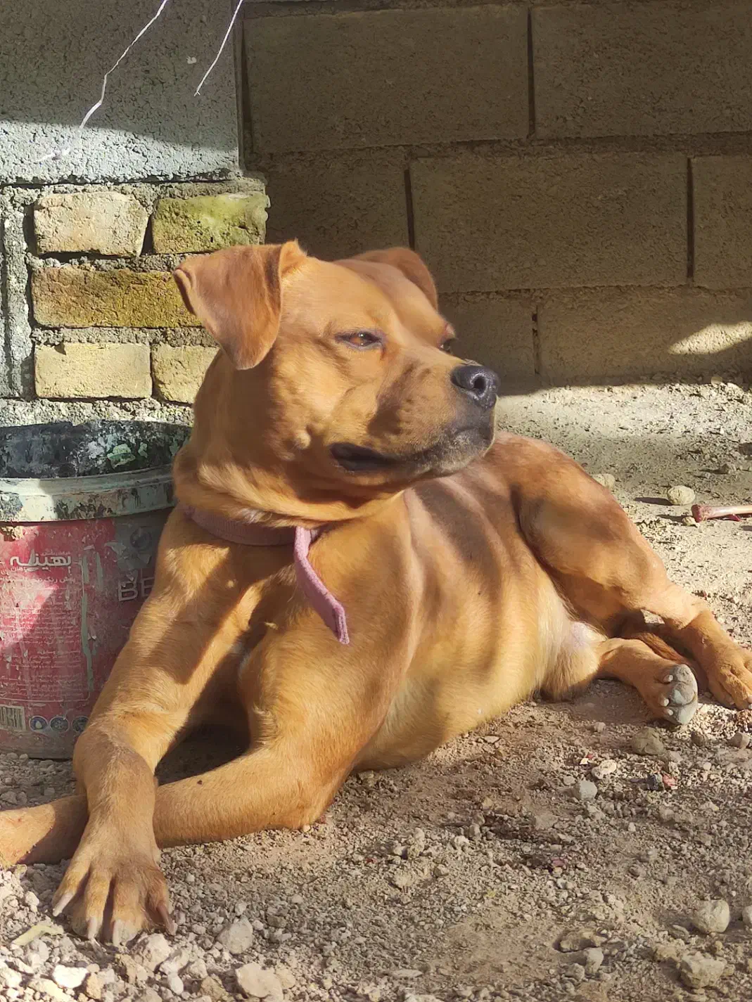 سگ پیتبول|سگ|بروجن, |دیوار