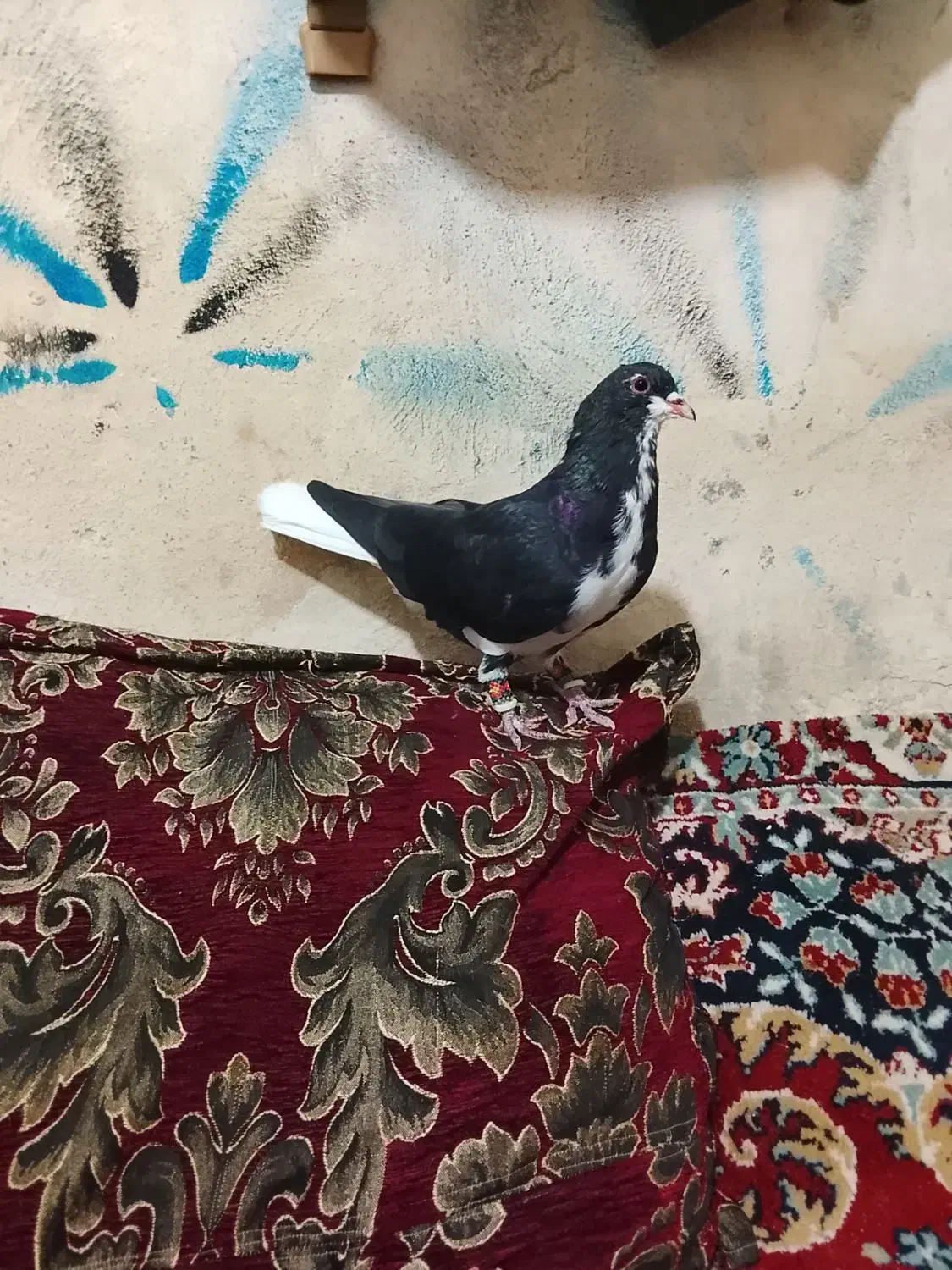 کبوتر پلاکی|پرنده|شیراز, احمدآباد|دیوار