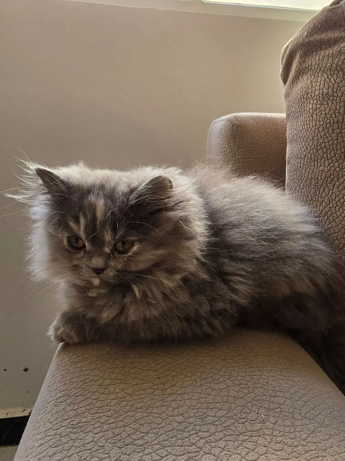 بچه گربه پرشین|گربه|بیرجند, |دیوار