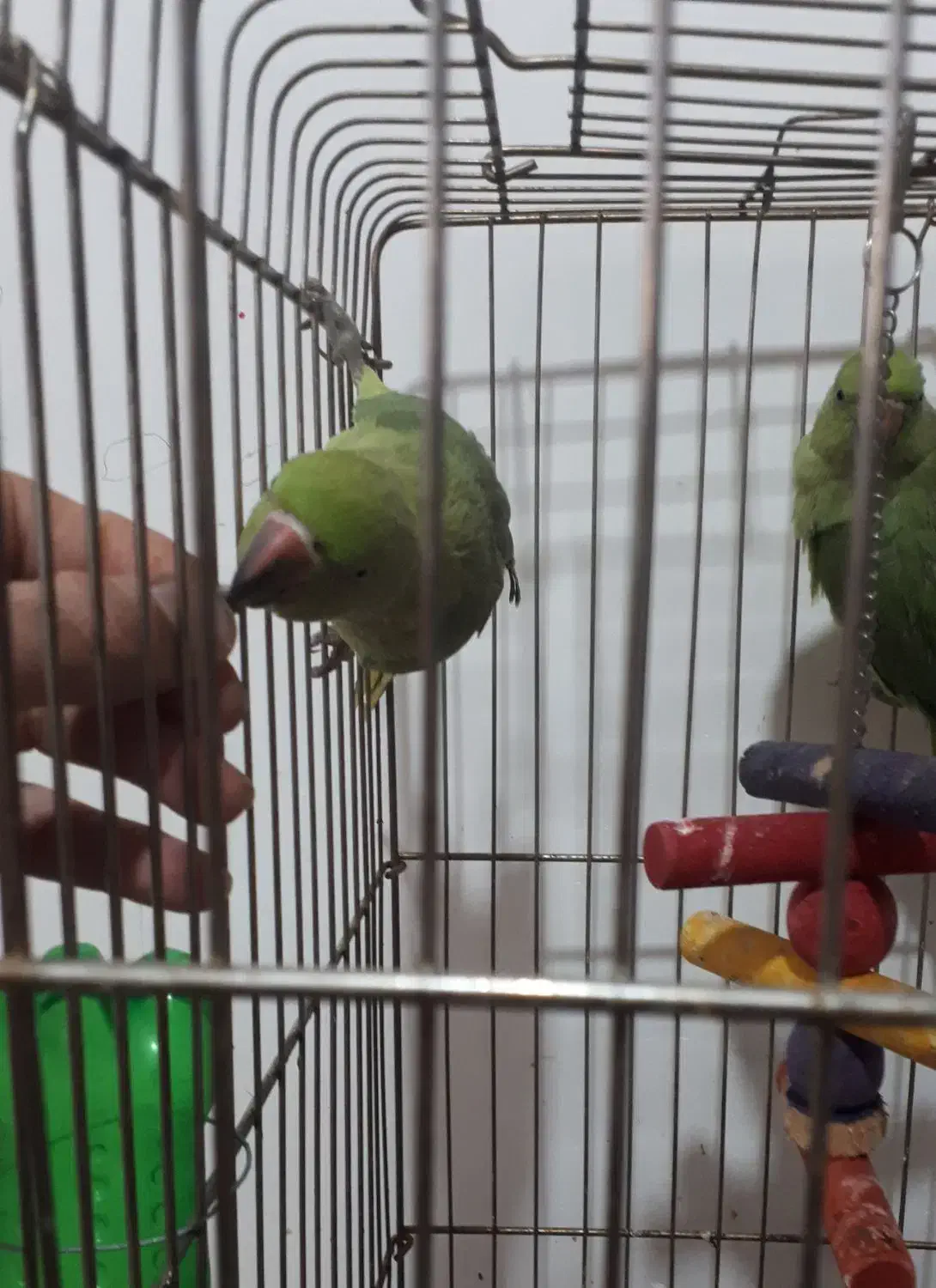 جوجه طوطی ملنگو|پرنده|بجنورد, |دیوار