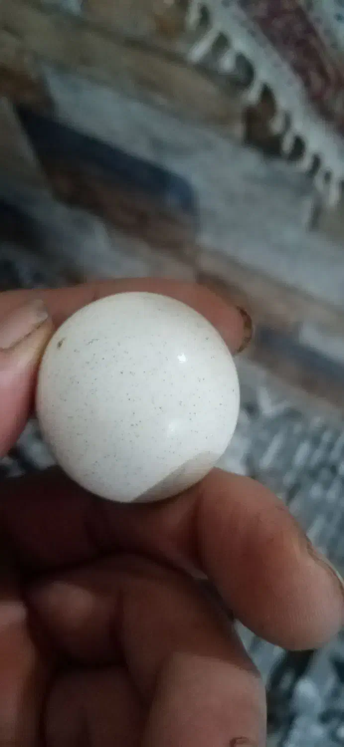 سنگ الماس و سنگ جواهر|جواهرات|چهاردانگه (تهران), |دیوار