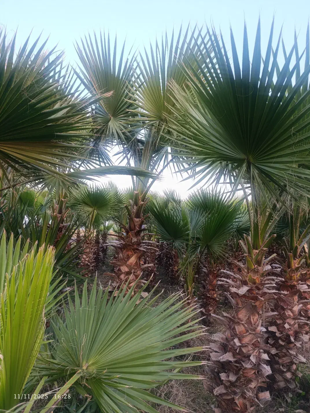 درخت بزرگ پالم ارتفاع ۶متر|گل و گیاه طبیعی|سرخرود, |دیوار