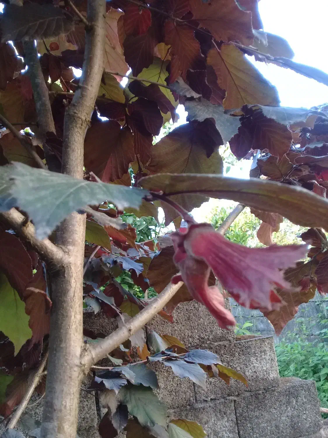 نهال فندق قرمز|گل و گیاه طبیعی|نشتارود, |دیوار