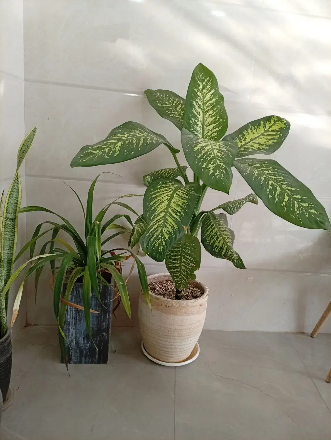 تعدادی گل به قیمت عمده ب فروش می‌رسد|گل و گیاه طبیعی|کازرون, |دیوار