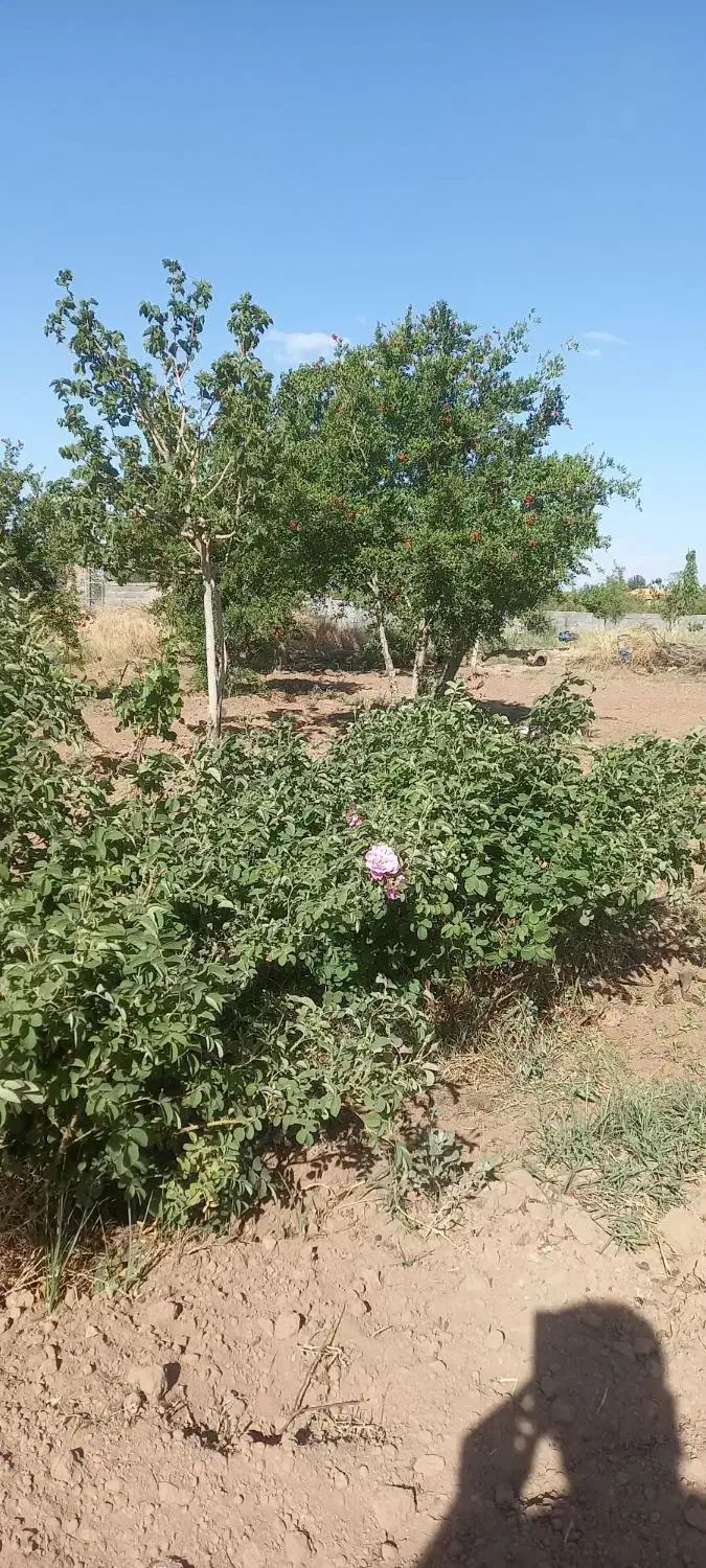 باغ فروشی در فخر آباد تقاب (چاه دوستی ها)|فروش دفتر صنعتی، کشاورزی، تجاری|خوسف, |دیوار