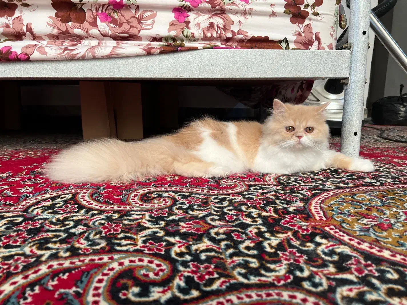 پرشین فلت|گربه|اصفهان, باغ دریاچه|دیوار