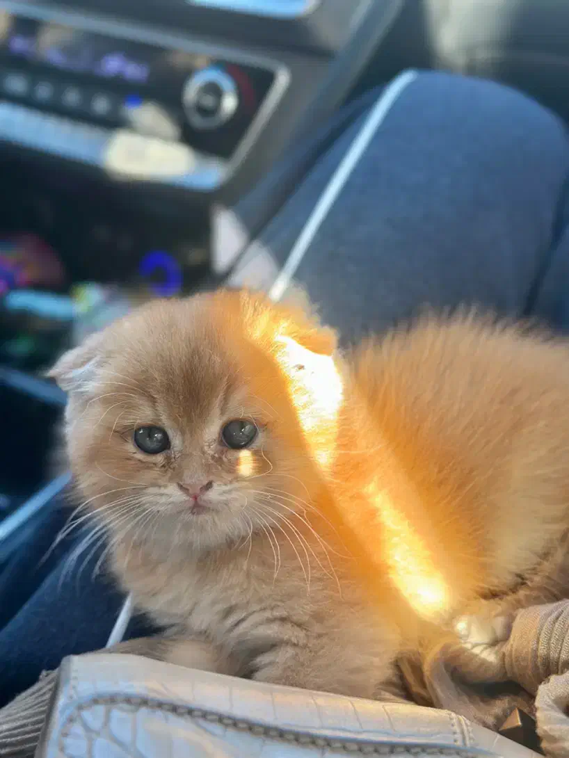 گربه اسکاتیش فولد|گربه|تبریز, |دیوار