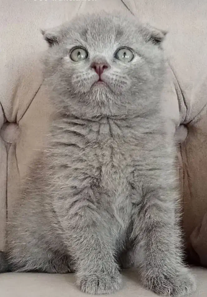 اصیل ترین گربه های بلو|گربه|جم, |دیوار