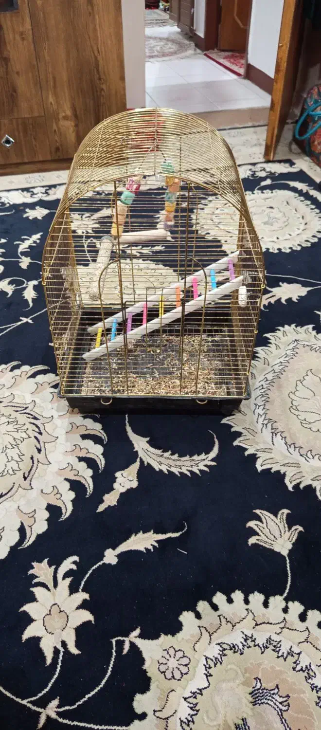 قفس کاسکویی با وسایل|لوازم جانبی حیوانات|اهواز, زیتون کارمندی|دیوار