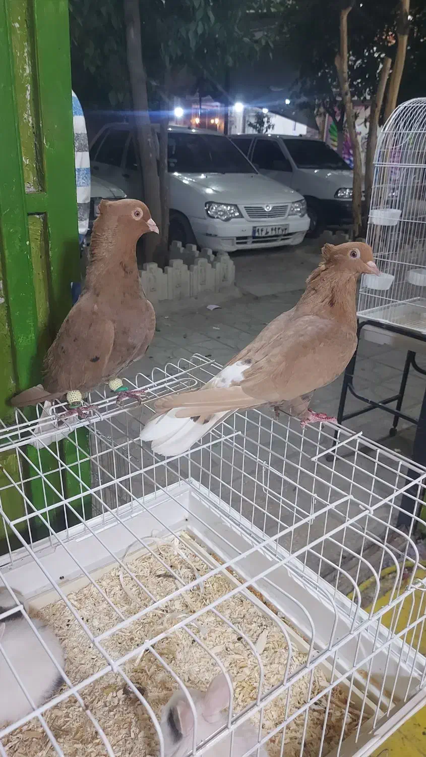 کفتر بی عیب|پرنده|شیراز, شهرک ولیعصر|دیوار