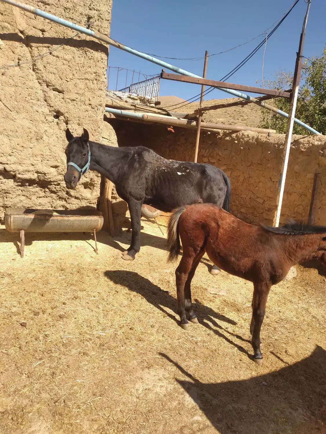 فروش اسب محلی وکره عرب با شناسنامه دار قیمت توافقی|اسب و تجهیزات اسبسواری|همدان, |دیوار