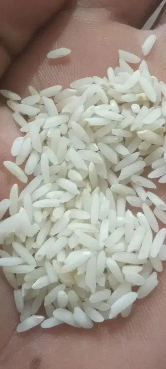 برنج محلی آبه چاه عمیق|خوردنی و آشامیدنی|بروجرد, |دیوار