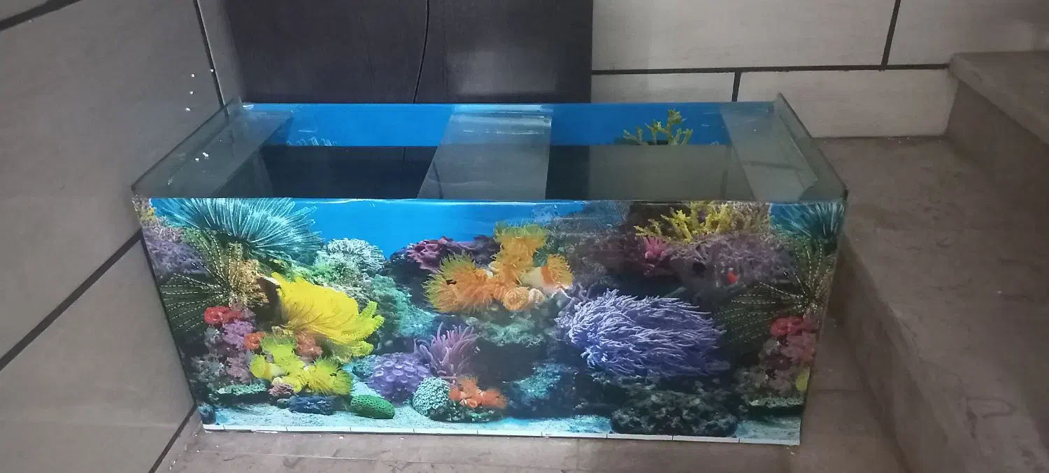 آکواریوم دست‌ساز|ماهی|شاهین‌شهر, گزبرخوار|دیوار