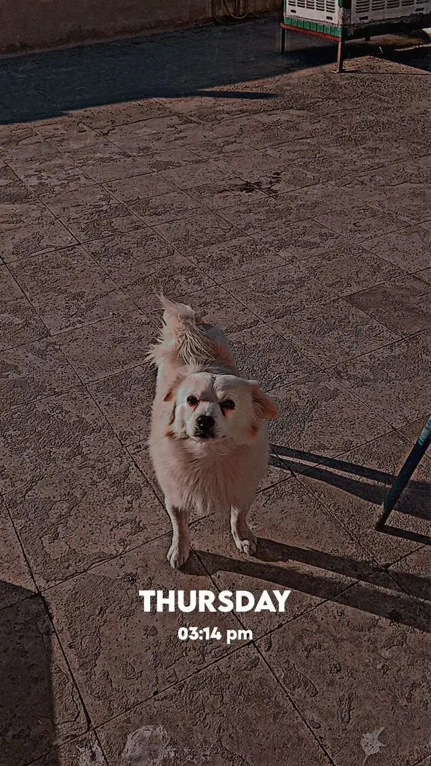 پامر اشپیتز نر|سگ|تهران, فردوسی|دیوار