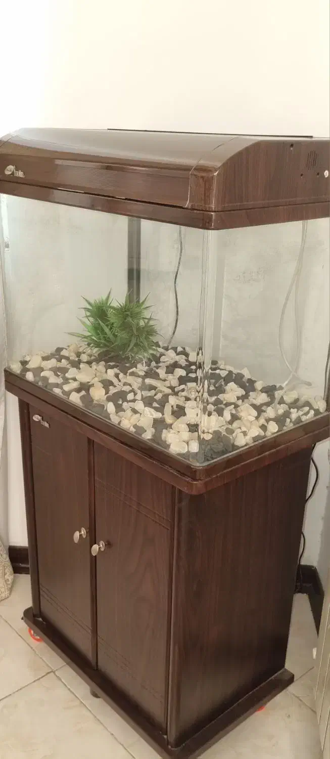 آکواریم|ماهی|شهر ری, علایین|دیوار