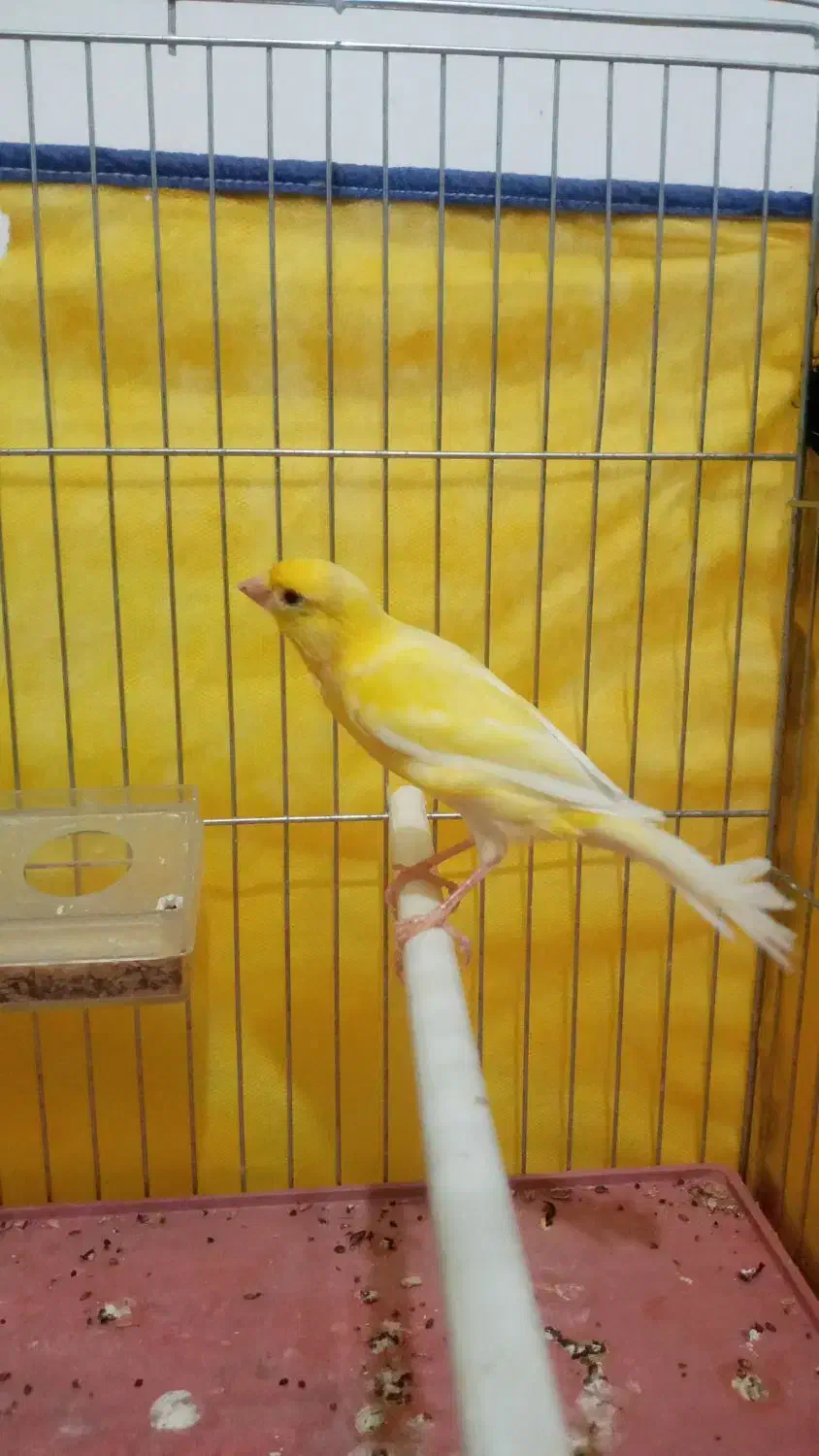 قناری نر|پرنده|اردبیل, |دیوار