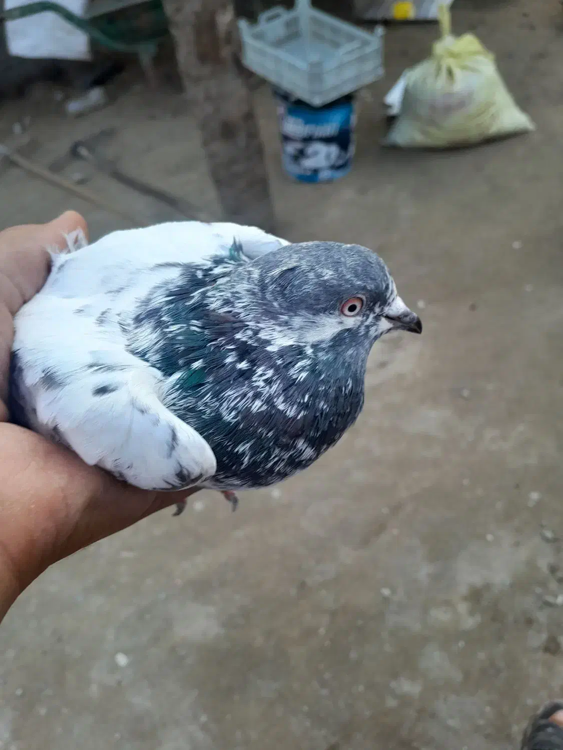 کفتر|پرنده|میناب, |دیوار