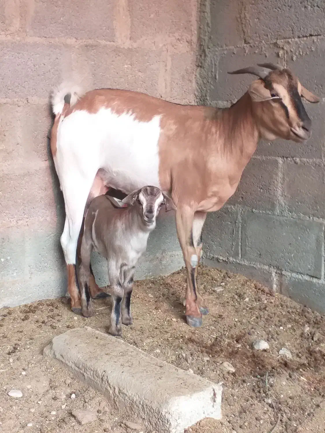 بز صومال|حیوانات مزرعه|عسلویه, |دیوار