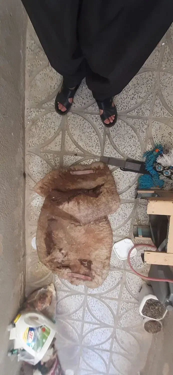 لباس اسب درحد نو|اسب و تجهیزات اسبسواری|سنندج, |دیوار