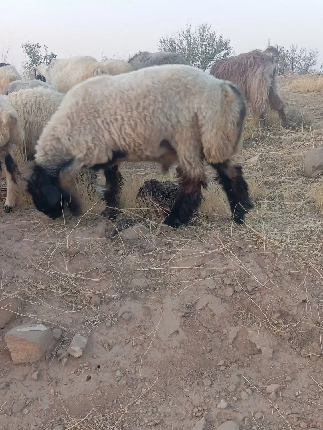 بره سبک نر|حیوانات مزرعه|شیراز, محراب|دیوار