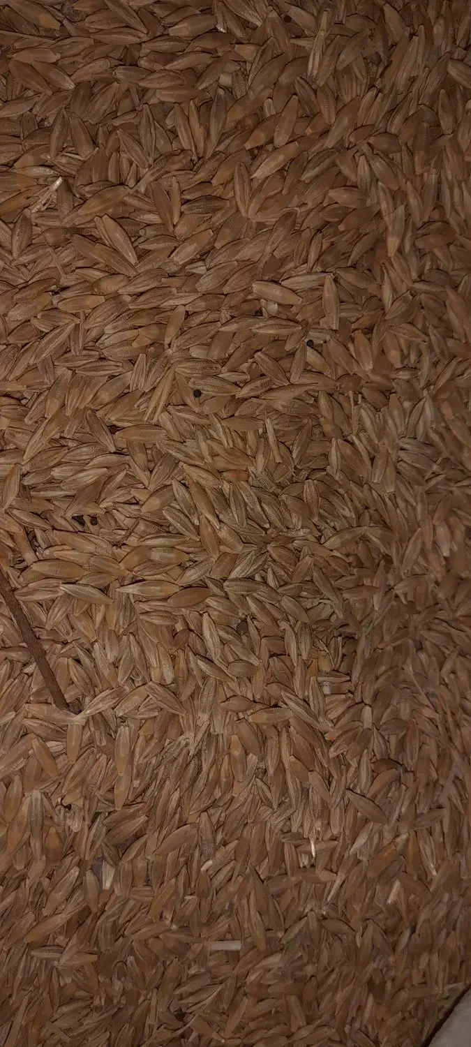 جو بفروش میرسد|حیوانات مزرعه|هندمینی, |دیوار