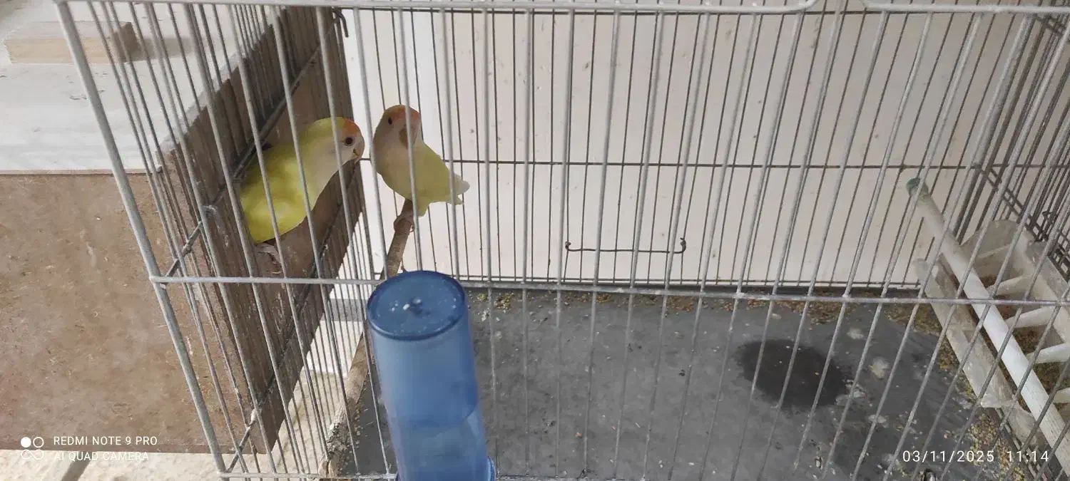 کوتوله مولد|پرنده|بابا حیدر, |دیوار