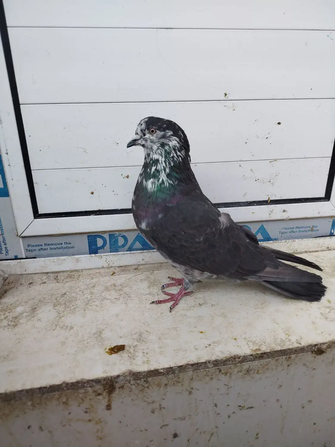 کبوتر تهرانی زوردار|پرنده|سرپل ذهاب, |دیوار